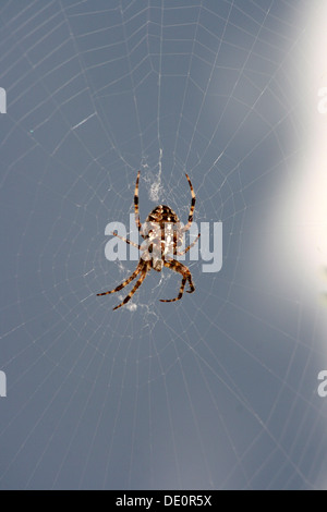 Giardino europeo spider, diadema spider, cross spider o croce orbweaver (Araneus diadematus) seduta in tela di ragno, Mettmann Foto Stock