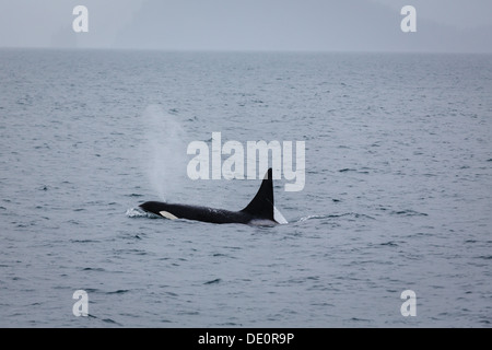 Orca che respira le balene Foto Stock