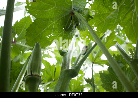 Un maturo okra punti verso l'alto tra le grandi foglie della pianta. Foto Stock