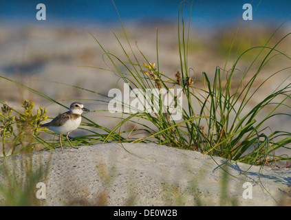 Il Wilson's Plover nelle dune di sabbia di nidificazione della Carolina del Sud Foto Stock