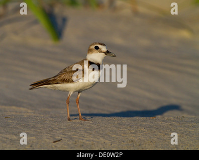 Il Wilson's Plover nelle dune di sabbia di nidificazione della Carolina del Sud Foto Stock