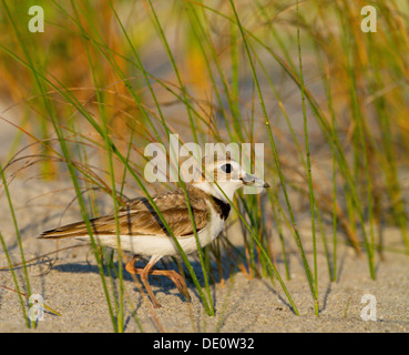 Il Wilson's Plover nelle dune di sabbia di nidificazione della Carolina del Sud Foto Stock