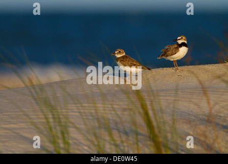 Il Wilson's Plover nelle dune di sabbia di nidificazione della Carolina del Sud Foto Stock