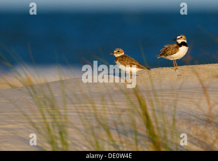 Il Wilson's Plover nelle dune di sabbia di nidificazione della Carolina del Sud Foto Stock