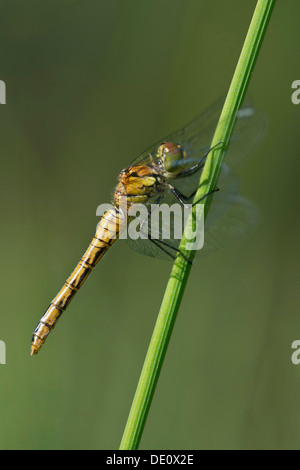 Femmina di Spotted Darter (Sympetrum depressiusculum), Skimmer (Famiglia Libellulidae) Foto Stock