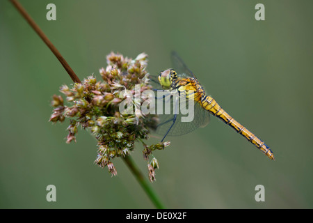Femmina di Spotted Darter (Sympetrum depressiusculum), Skimmer (Famiglia Libellulidae) Foto Stock
