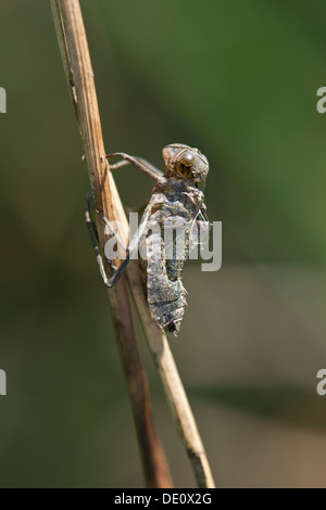 Exuviae (vuoto caso larvale) di un macchiato Darter, Skimmer (Famiglia Libellulidae) Foto Stock