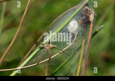 Vivaio femmina spider web Pisaura mirabilis (vivaio spider web famiglia) presso la sua tenda-come spider web Foto Stock