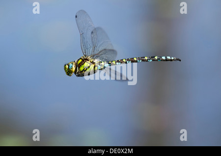 Il maschio della Blue Hawker libellula in volo, Hawker famiglia di libellule (Aeshnidae) Foto Stock