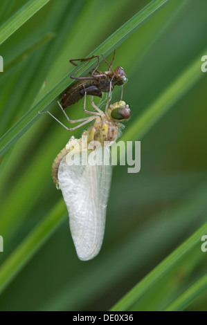 Neo-schiuse Spotted Darter (Sympetrum depressiusculum) con Exuviae (vuoto caso larvale) Foto Stock