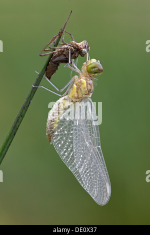 Neo-schiuse Spotted Darter (Sympetrum depressiusculum) con Exuviae (vuoto caso larvale) Foto Stock