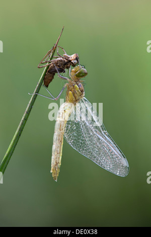 Neo-schiuse Spotted Darter (Sympetrum depressiusculum) con Exuviae (vuoto caso larvale) Foto Stock