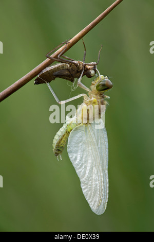 Neo-schiuse Spotted Darter (Sympetrum depressiusculum) con Exuviae (vuoto caso larvale) Foto Stock