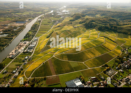 Vista aerea, vigneti autunnali nella valle della Mosella sul lato di Lussemburgo, Wellenstein, LUSSEMBURGO, Europa Foto Stock