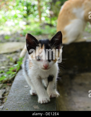 Gattino bello Foto Stock