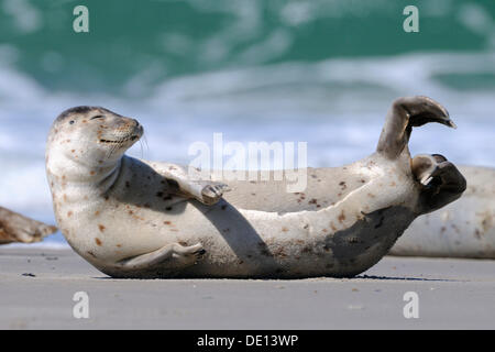 Guarnizione di tenuta del porto (Phoca vitulina), fase dormiente sulla spiaggia del Mare del Nord, Duene, Isola di Helgoland, Schleswig Holstein Foto Stock