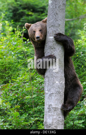 American l'orso bruno (Ursus arctos), sale su un albero, composto, parco nazionale della Foresta Bavarese, Bavaria Foto Stock