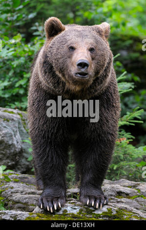 American l'orso bruno (Ursus arctos), composto, parco nazionale della Foresta Bavarese, Bavaria Foto Stock