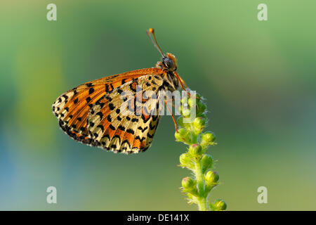 Avvistato Fritillary (Melitaea didyma), coperto con gocce di rugiada, Biosphaerengebiet Schwaebische Alb riserva della biosfera, Svevo Foto Stock