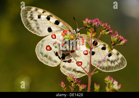 Mountain Apollo butterfly (Parnassius apollo), Biosphaerengebiet Schwaebische Alb riserva della biosfera, Svevo Foto Stock