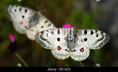 Mountain Apollo butterfly (Parnassius apollo), Biosphaerengebiet Schwaebische Alb riserva della biosfera, Svevo Foto Stock