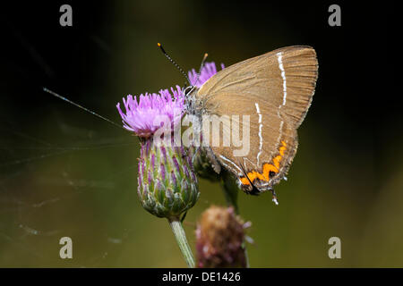 Nero (Hairstreak Satyrium pruni), alimentazione su un Creeping Thistle (Cirsium arvense), Biosphaerengebiet Schwaebische Alb biosfera Foto Stock