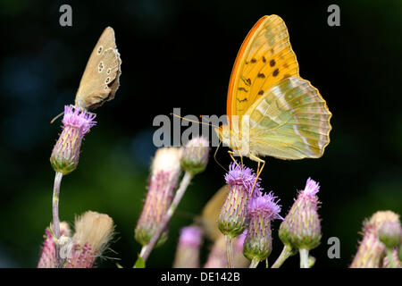 Argento-lavato Fritillary (Argynnis paphia), alimentazione su un Creeping Thistle (Cirsium arvense), Biosphaerengebiet Schwaebische Alb Foto Stock