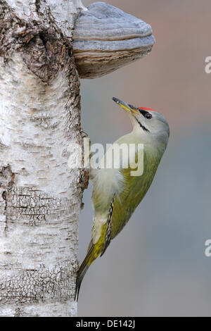 Picchio cenerino (Picus canus), arroccato su una betulla tronco, fungo, biosfera, Svevo, Baden-Wuerttemberg Foto Stock