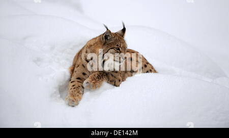Eurasian (Lynx Lynx lynx), che giace nella neve, contenitore, parco nazionale della Foresta Bavarese, Bavaria Foto Stock