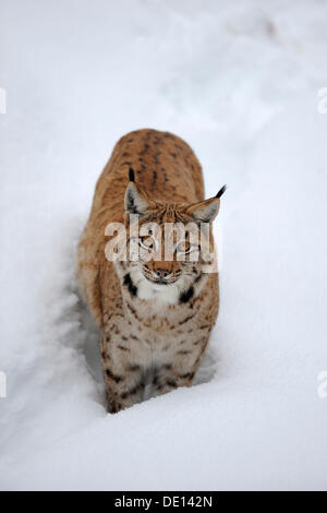 Eurasian (Lynx Lynx lynx), in neve profonda, contenitore, parco nazionale della Foresta Bavarese, Bavaria Foto Stock