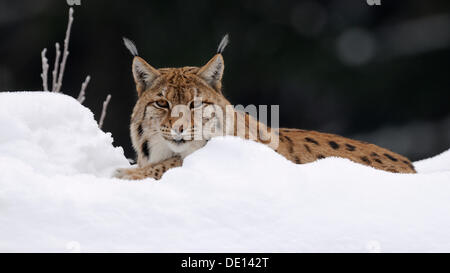 Eurasian (Lynx Lynx lynx), in neve profonda, contenitore, parco nazionale della Foresta Bavarese, Bavaria Foto Stock