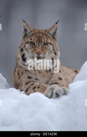 Eurasian (Lynx Lynx lynx), in neve profonda, contenitore, parco nazionale della Foresta Bavarese, Bavaria Foto Stock