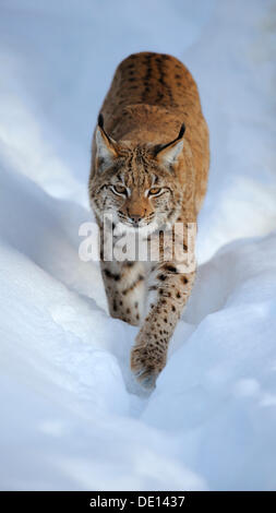 Eurasian (Lynx Lynx lynx), cub, in esecuzione attraverso la neve profonda, composto, Foresta Bavarese foresta nazionale, Bavaria Foto Stock