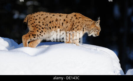 Eurasian (Lynx Lynx lynx), maschio adulto, composto, Foresta Bavarese foresta nazionale, Bavaria Foto Stock