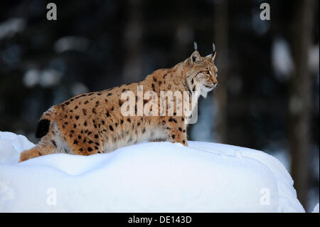 Eurasian (Lynx Lynx lynx), maschio adulto, composto, Foresta Bavarese foresta nazionale, Bavaria Foto Stock