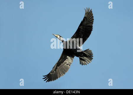 Cormorano (Phalacrocorax carbo), volare, piumaggio di allevamento Foto Stock