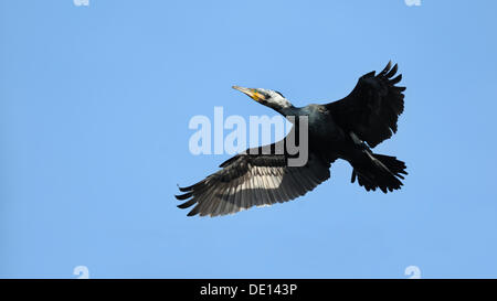 Cormorano (Phalacrocorax carbo), volare, piumaggio di allevamento Foto Stock