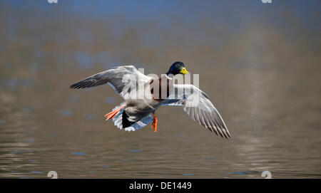 Il Germano Reale o anatra selvatica (Anas platyrhynchos), Drake landing Foto Stock