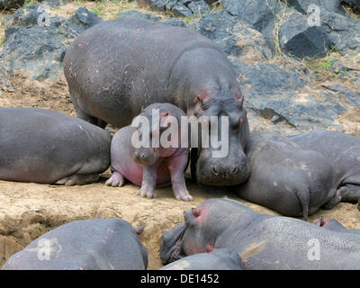 Ippopotamo (Hippopotamus amphibius), allevamento in appoggio sulla riva del fiume di Mara, il Masai Mara riserva nazionale, Kenya Foto Stock