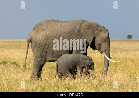 Bush africano Elefante africano (Loxodonta africana), mucca e vitello nel paesaggio, il Masai Mara riserva nazionale, Kenya, Africa orientale Foto Stock