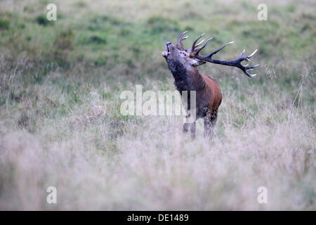 Il cervo (Cervus elaphus), royal stag, solchi stag, old bull, ruggito, Jaegersborg, Danimarca, Scandinavia, Europa Foto Stock