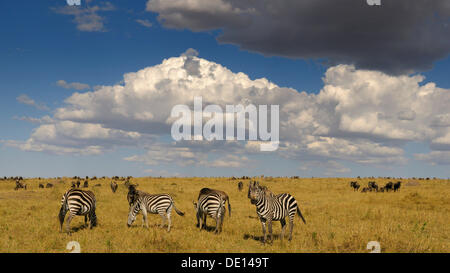 Grant's Zebra (Equus quagga boehmi) e GNU (Connochaetes taurinus), allevamenti nel deserto con drammatica nuvole Foto Stock