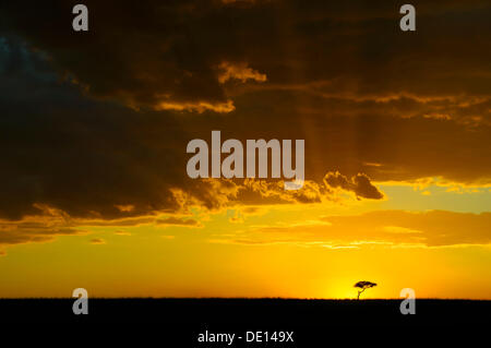 Light, tramonto nella Riserva Nazionale di Masai Mara, Kenya, Africa Foto Stock