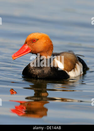 Rosso-crested Pochard (Netta rufina), nuoto drake, Donauauen, Baden-Wuerttemberg Foto Stock