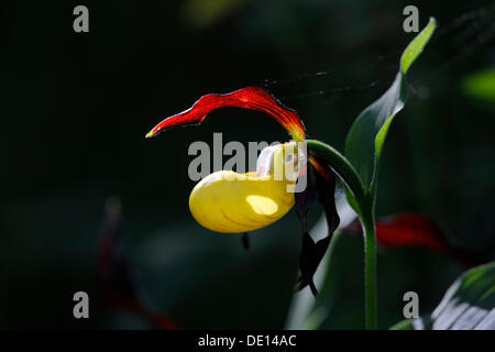 Pianella della Madonna (Cypripedium calceolus), fiore in luce posteriore, Biosphaerengebiet Schwaebische Alb riserva della biosfera, Svevo Foto Stock