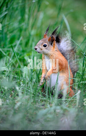 Unione scoiattolo (Sciurus vulgaris), Carelia, Finlandia orientale, Finlandia, Europa Foto Stock