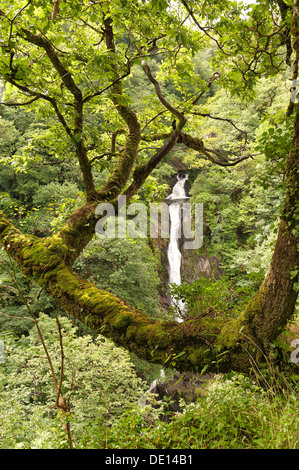 Protetto British bosco con ben stabiliti bosco di roverella coperti di felci licheni e muschi e i diavoli rientrano a ponte Foto Stock