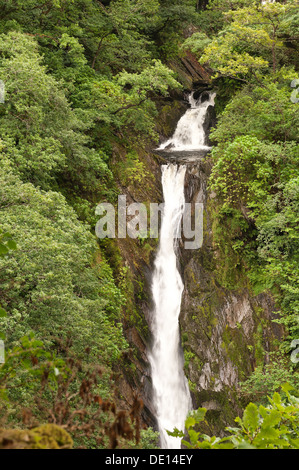 Protetto British bosco con ben stabiliti bosco di roverella coperti di felci licheni e muschi e i diavoli rientrano a ponte Foto Stock