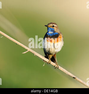 White-spotted pettazzurro (Luscinia svecica cyanecula), appollaiato su un ramoscello, Donauauen, Bavaria Foto Stock