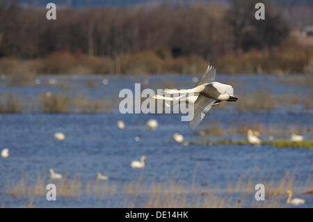 Whooper cigni (Cygnus Cygnus), battenti coppia di allevamento, Hornborgasjoen, Vaestergoetland, Svezia, Scandinavia, Europa Foto Stock